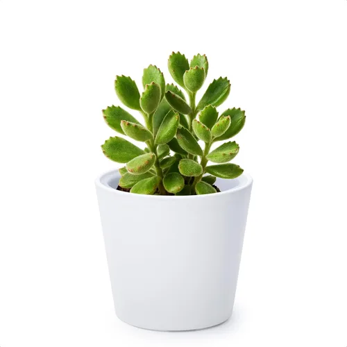 Vista 12 de Phoenix Vine Macetero de plástico verde oliva de 4.5 pulgadas con maceta transparente, cubierta decorativa ligera con maceta interior transparente