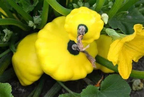 Vista 2 de 25 semillas de calabaza de verano de vieira amarilla para plantar. Sin OMG y reliquia. 0.09 oz de semillas. Supervivencia de vegetales de jardín