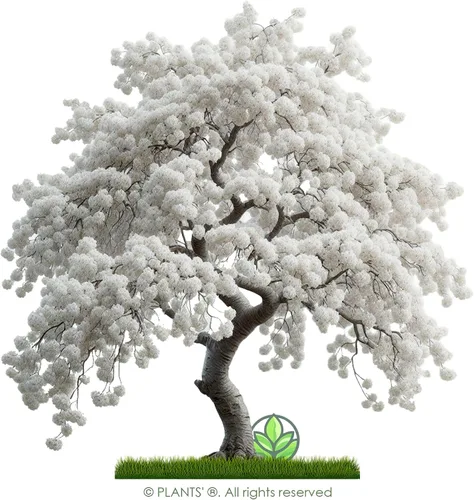 Vista 3 de Cerezo Blanco Japonés Semillas Premium Prunus serrulata 'Spontanea' Primavera Plants'® (Premium Seeds, 5)
