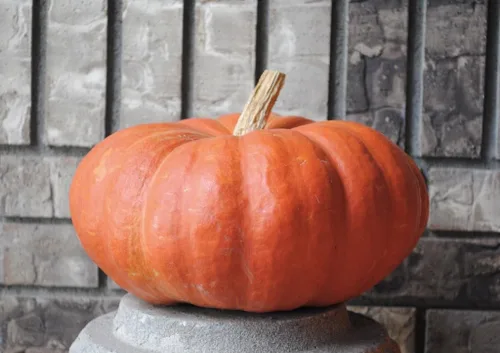 Vista 3 de Semillas Calabaza Kavbuz - Ornamentales - Vegetales de reliquia - Sin OGM