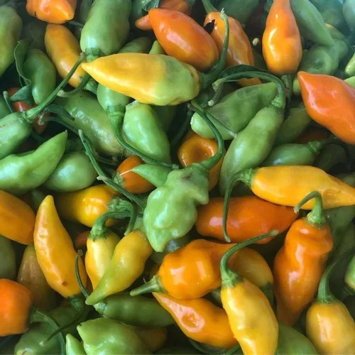 Vista 3 de Pimienta Datil Dulce - 20 Semillas (Capsicum Chinense) - De St. Augustine, Florida.