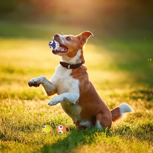 Vista 6 de Multipet Tres guisantes en una vaina Juguete para morder y chirriar para perros Juguetes de vaina de guisante interactivos para buscar