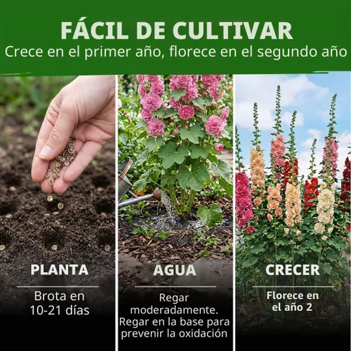 Vista 4 de HOME GROWN Hollyhock Seeds, Doble Mezcla de Chater, 100 Semillas, Alcea