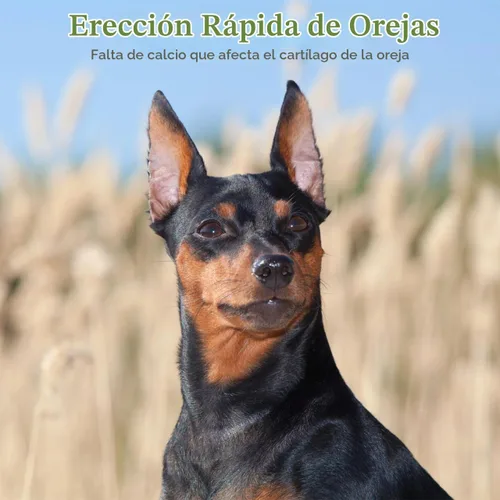 Vista 2 de POPETPOP - Juego de 2 juegos de publicación de orejas de perro, herramienta de pie de oreja Doberman con cinta Herramienta de soporte para orejas