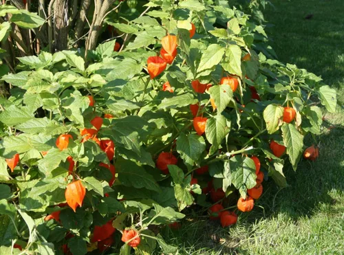 Vista 5 de Semillas Linterna China Señora Madonna Physalis Cabo Grosella Espinosa Naranja No GMO Heirloom