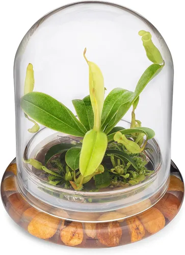 Vista 6 de Terrario de planta viva Nepenthes tobaica sin mantenimiento (con musgo Sundew) en frasco de vidrio autosostenible, sin mantenimiento, gran regalo