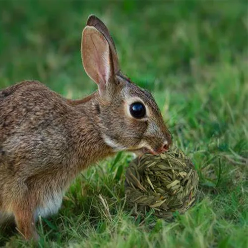 Vista 8 de 6 piezas Bunny Timothy Grass Ball Natural Chew Toy Woven Masticar Juguetes Conejo Molar Pequeños Animales Molar Dientes Adecuado para Hámster