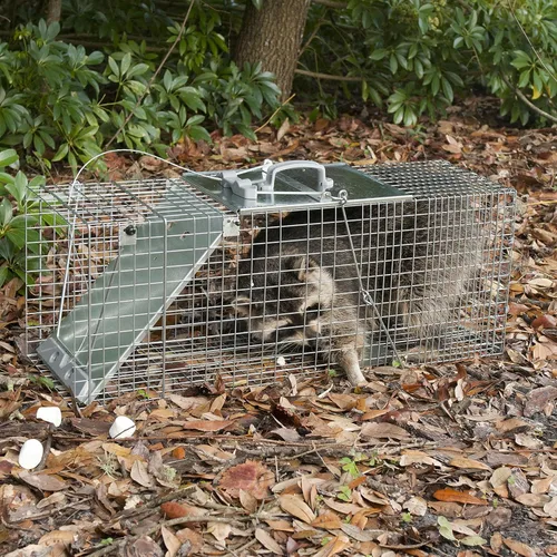 Vista 9 de Havahart 1085 - Trampa grande para animales vivos de 1 puerta, fácil de instalar, para armadillos, gatos, marmotas, ratas almizcleras, zorrillos