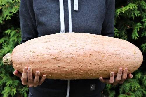 Vista 3 de Semillas Vegetal Calabaza Plátano Rosa (Cucurbita Maxima) - 10 Semillas