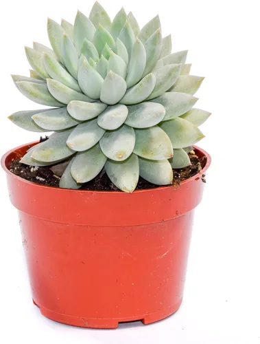 Vista 14 de Planta suculenta Echeveria viva - Suculenta Echeveria de 4 pulgadas con raíces completas (Echeveria Benitsukasa)