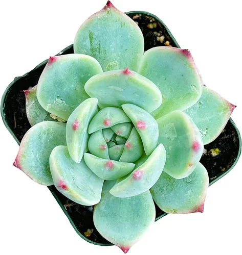Vista 17 de Plantas suculentas de cactus vivos de USKC (2 "Pot Aloe Juvenna 'Tiger Tooth Aloe')