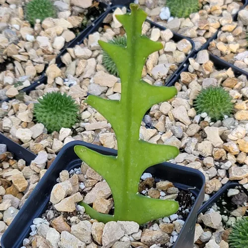 Vista 5 de Planet Desert Epiphyllum anguliger Fishbone Cactus