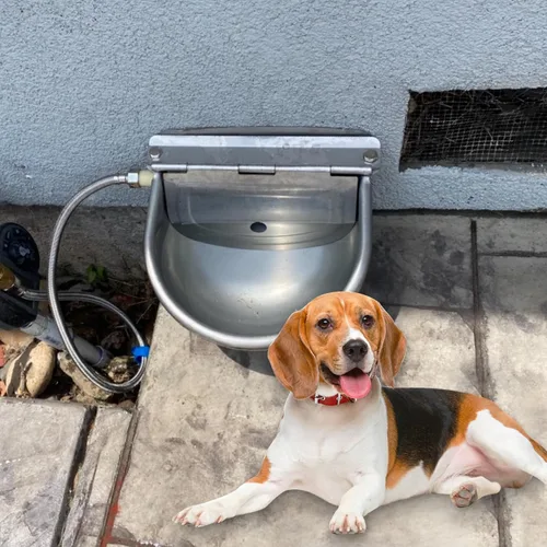 Vista 8 de Bebedero automático para ganado, acero inoxidable 304 con válvula de flotador, cuenco de riego de animales para perros, caballos, cabras, ganado