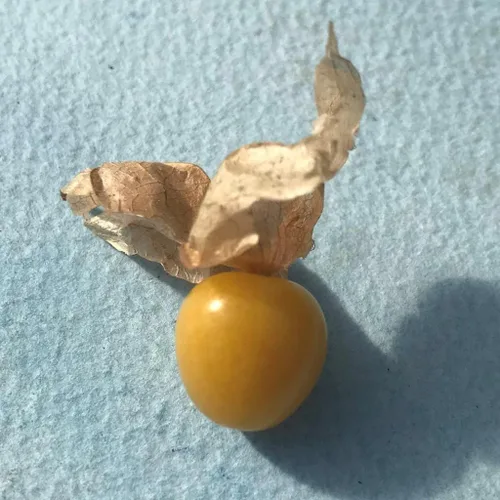 Vista 7 de Gaea's Blessing Semillas – Semillas de tomatillo – Semillas de reliquia sin OMG con instrucciones de siembra fáciles de seguir – Polinizadas La tía