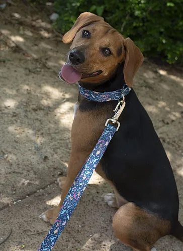 Vista 2 de Country Brook Petz - Collar y correa de perro de dinosaurios de lujo - Colección Critter Corner con diseños temáticos de criaturas (1/2 pulgada, 2XS)