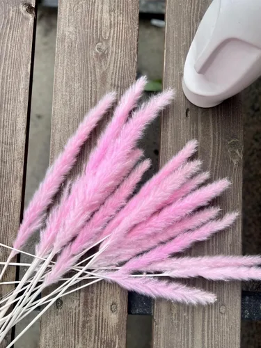 Vista 4 de Semillas de hierba de pampa rosa (Cortaderia selloana) Hierba ornamental anual para plantar