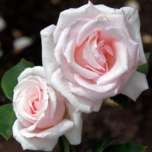Vista 3 de Heirloom Roses Planta de rosas - Acapella® Rosa Rosa Bush, Té híbrido Planta viva para plantar al aire libre
