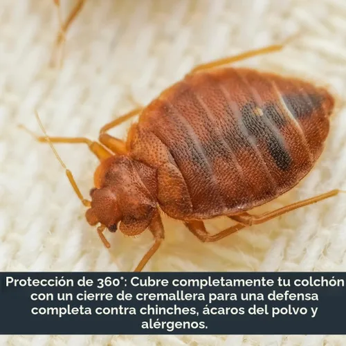 Vista 3 de Protector de colchón impermeable con cremallera – Carcasa de 6 lados, a prueba de chinches y ácaros del polvo, cubierta de 12 pulgadas