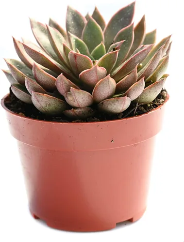 Vista 9 de Planta suculenta Echeveria viva - Suculenta Echeveria de 4 pulgadas (Echeveria Branco)