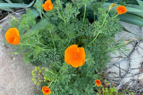 Vista 4 de Plant Good Seed Semillas de amapola de California, paquete de 300, semillas tradicionales para plantar flores, suministros de jardinería, jardín