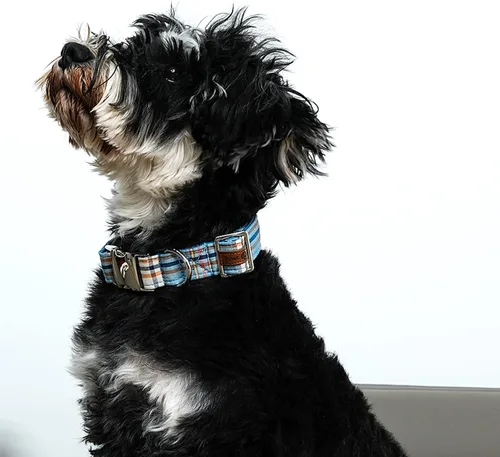 Vista 2 de Collar para perro Lionet Paws Boy, cómodo, ajustable, lindo collar a cuadros azules con hebilla de metal para cachorros machos y gatos, XS, cuello