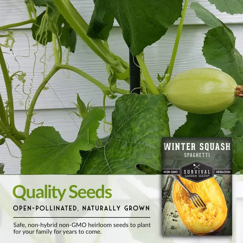 Vista 7 de Survival Garden Seeds - Semillas de calabaza espagueti para plantar - Paquete con instrucciones para plantar y cultivar calabazas de invierno