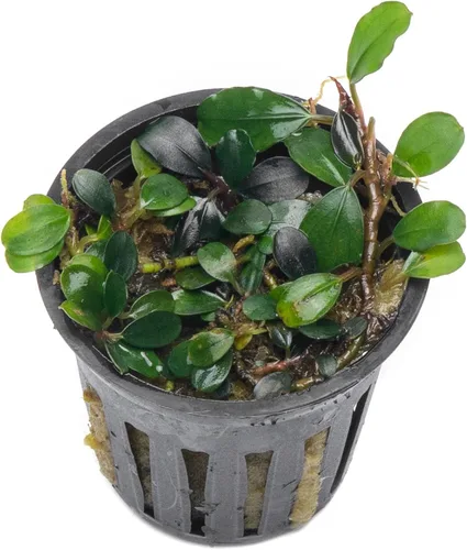 Vista 52 de SubstrateSource Bucephalandra Brownie Phantom - Planta de acuario viva – Decoración natural de pecera de agua dulce, decoración acuática