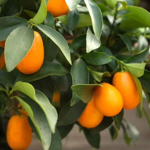 Vista 3 de 10 semillas de nagami kumquat semillas de árboles frutales cítricos