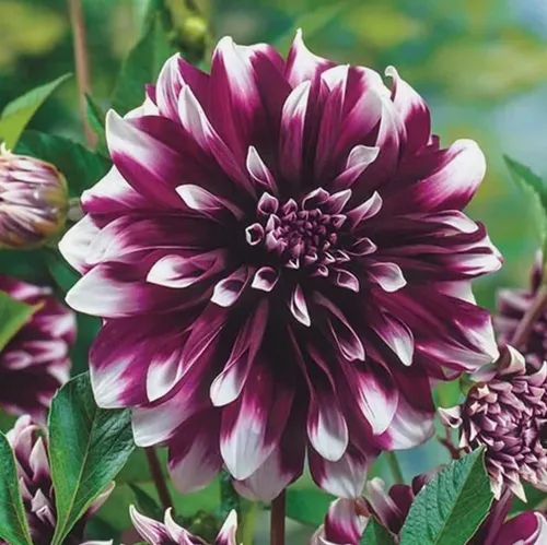 Vista 2 de Semillas de dalia de colores mixtos, 100 unidades de semillas de plantas de jardinería reliquia