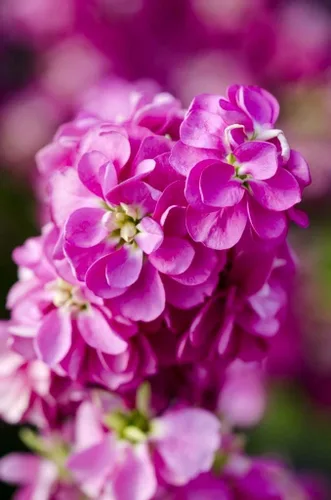 Vista 2 de Gillyflower Mix Gilliflower Stock Flower Matthiola Incana Rose Blend Mix 150+ Semillas