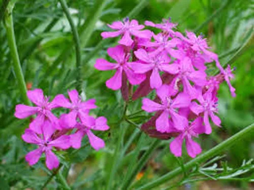 Vista 3 de Semillas de flores de catchfly, 100 semillas, hermosas flores de rosa carmesí