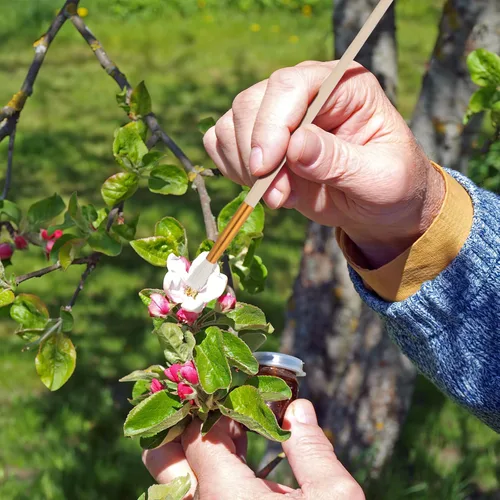 Vista 5 de Angoily Herramienta polinizadora, cepillo de polinización manual para árboles frutales, suculentas y plantas vegetales, bolígrafo de polinización