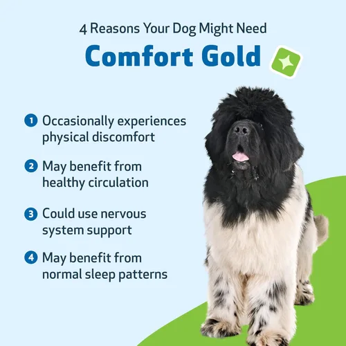 Vista 3 de Pet Wellbeing Comfort Gold para perros – Apoya la comodidad física canina, la circulación saludable, corydalis, cúrcuma – Suplemento herbario