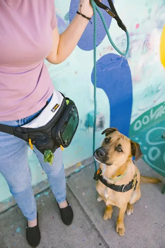 Vista 2 de OllyDog Trailblazer - Paquete con pelota de goma para recoger, riñonera, bolsa de golosinas para perros, manos libres para entrenamiento, paquete