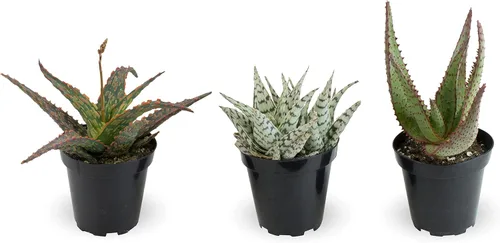 Vista 15 de Plantas suculentas de aloe vivo (paquete de 3), plantas suculentas viven en tierra para macetas, plantas suculentas en maceta, plantas vivas