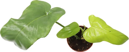 Vista 2 de Philodendron Bipennifolium Aurea - Maceta de 4" de California Tropicals