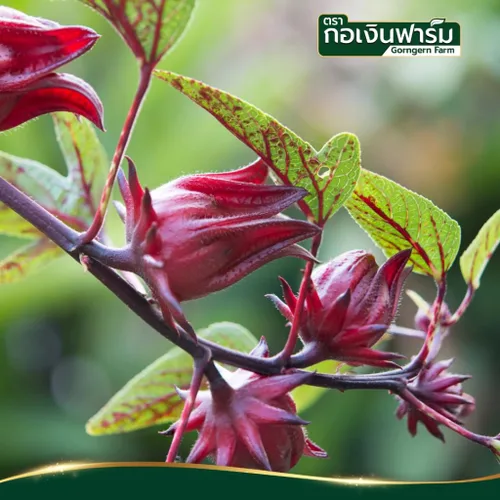 Vista 2 de Roselle en polvo 100% puro (hibiscus sabdariffa cályx), saborizante agrio para bebidas, colorante alimentario rojo natural, mezcla de bebidas a base