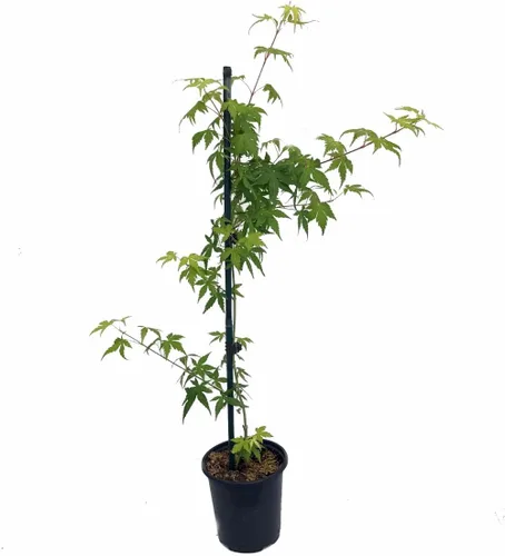Vista 2 de Arce japonés Katsura - Giro rápido - Maceta de 4 pulgadas - Planta viva - Acer palatum