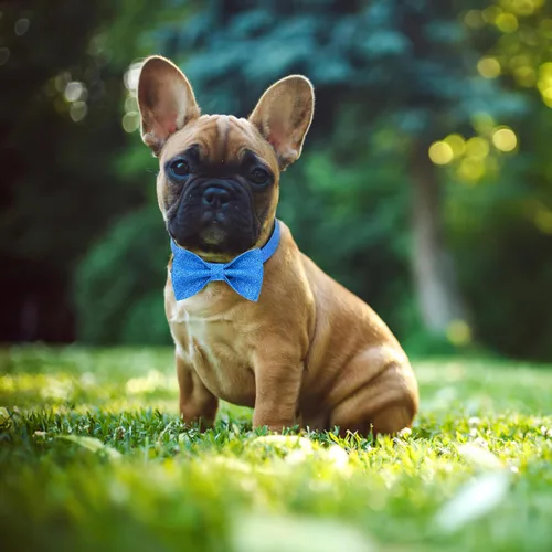 Vista 4 de Collar de perro Jumpress para niño azul con lazo, collar de pajarita con brillo para cachorros, perros pequeños y medianos, collar de perro lindo