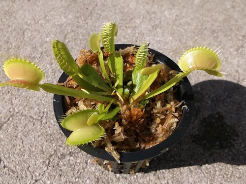 Vista 2 de Venus atrapamoscas tamaño adulto - atrapamoscas - (Dionaea Muscipula), planta carnívora de 3 pulgadas