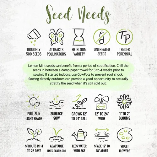 Vista 8 de Seed Needs Semillas de limón y menta para plantar hierbas anuales sin OMG, 1 paquete
