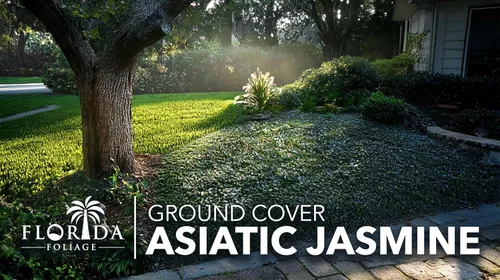 Vista 3 de Jazmín asiático 3 pipas vivas de raíz desnuda Trachelospermum Asiaticum Plantas de cobertura del suelo de bajo mantenimiento Árbol de hoja