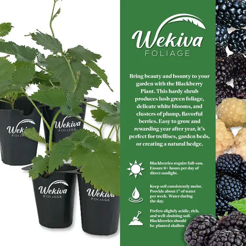 Vista 2 de Apache BlackBerry Plant - 3 plantas de arranque vivo - Rubus - Arbusto comestible con frutos para patio y jardín