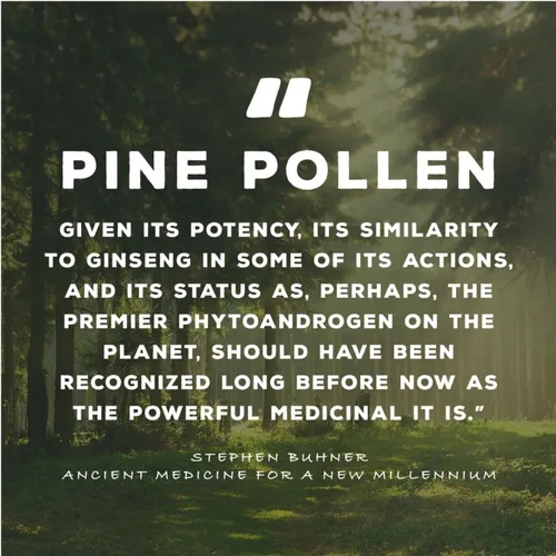 Vista 5 de Surthrival: Extracto de oro de polen de pino (1 onza líquida), cosechado silvestre, restauración de energía