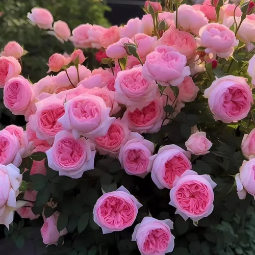 Vista 3 de Más de 350 semillas de flores de rosa arcoíris multicolor raras para plantar al aire libre