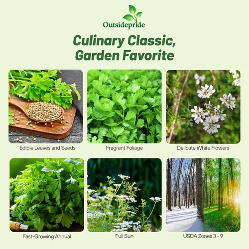 Vista 2 de Outsidepride Semillas anuales de jardín de hierbas de cilantro cilantro para microverdes, brotes y cocina de 1 oz