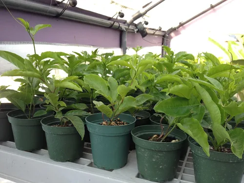 Vista 2 de Vid comestible de maracuyá - Passiflora Purple Possum Maracuyá - Planta