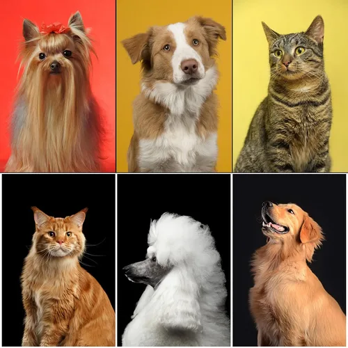 Vista 9 de Solución Completa de Aseo para Mascotas de Aiolpy - Kit de 9 Piezas con Cepillo Slicker, Herramienta Antinudos y Peine de Aseo para Todas las Razas