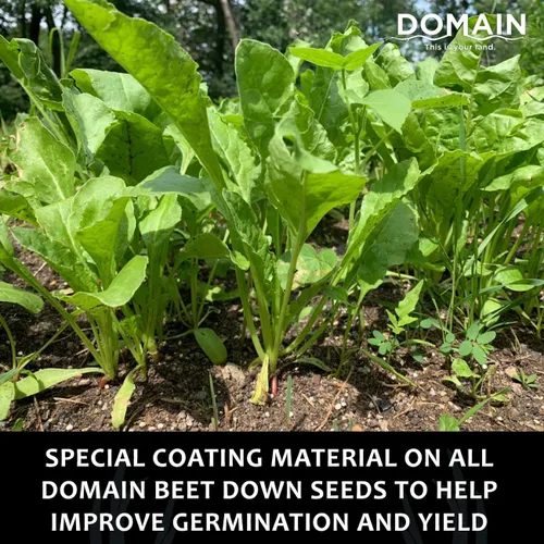 Vista 3 de Domain - Semilla de parcela de remolacha para exteriores, para ciervos, 1/4 de acre, variedad especial de remolacha azucarera diseñada para producir