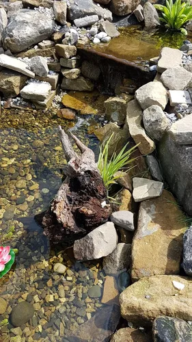 Vista 4 de Cesta cuadrada para plantas de malla de plástico Koi Pond, 13 pulgadas